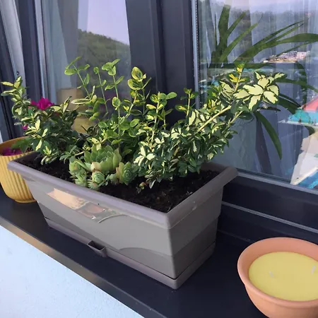 Lejlighed Mijatovic Jagodina